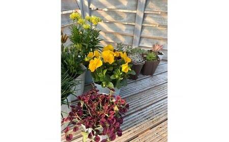 811.季節のガーデン&グリーンセット ※離島への配送不可