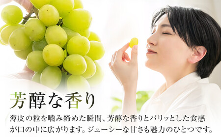 914.【先行予約】シャインマスカット 訳あり 家庭用 鳥取砂丘地産 2.8kg（350g×8パック） ※離島への配送不可 ※2026年8月下旬頃～10月下旬頃に順次発送