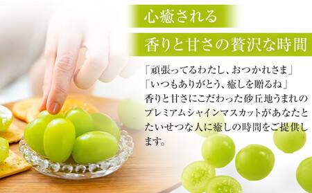 914.【先行予約】シャインマスカット 訳あり 家庭用 鳥取砂丘地産 2.8kg（350g×8パック） ※離島への配送不可 ※2026年8月下旬頃～10月下旬頃に順次発送