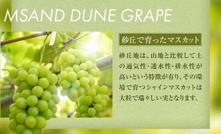 914.【先行予約】シャインマスカット 訳あり 家庭用 鳥取砂丘地産 2.8kg（350g×8パック） ※離島への配送不可 ※2026年8月下旬頃～10月下旬頃に順次発送