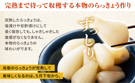 413.ラッキョウ漬け　（ビン入り：110g×2本・180g×1本　袋入り：180g×1袋）