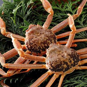 755.【活】【2026年1月～2026年3月発送】特撰  松葉がに 【 ブランド タグ付き 】 特大2杯（1kg超×2杯） | カニ 松葉がに