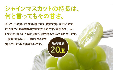 955.【先行予約】【訳あり】シャインマスカット(350g前後)と旬の梨(5玉)セット ※8月下旬頃~9月中旬頃に順次発送【ぶどう マスカット 葡萄 なし 果物 フルーツ くだもの 鳥取県 北栄町】