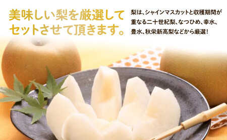 955.【先行予約】【訳あり】シャインマスカット(350g前後)と旬の梨(5玉)セット ※8月下旬頃~9月中旬頃に順次発送【ぶどう マスカット 葡萄 なし 果物 フルーツ くだもの 鳥取県 北栄町】