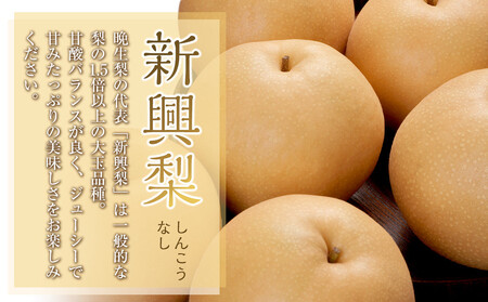 【先行予約】【訳あり】新興梨 4kg（4～16玉前後）※2026年10月上旬～11月下旬頃に順次発送予定 【梨 なし 果物 フルーツ くだもの 鳥取県産 北栄町 おすすめ 人気】