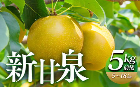 290.【先行予約】新甘泉　5kg前後（5～18玉前後）｜梨 なし 新甘泉 しんかんせん ◇ ※8月中旬～9月中旬頃に順次発送予定