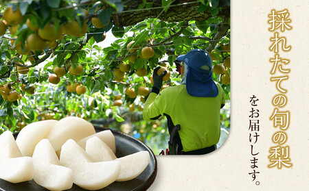 【先行予約】新興梨  5～18玉前後 5kg前後 ※10月～11月下旬頃に順次発送予定 【梨 なし 果物 フルーツ くだもの 鳥取県産 北栄町 おすすめ 人気】