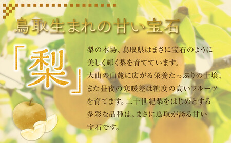 【先行予約】新興梨  5～18玉前後 5kg前後 ※10月～11月下旬頃に順次発送予定 【梨 なし 果物 フルーツ くだもの 鳥取県産 北栄町 おすすめ 人気】
