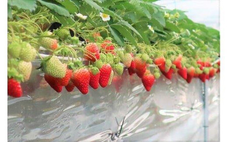 329.大玉甘熟いちご『紅ほっぺ』　※2026年1月中旬頃～2026年3月下旬頃に順次発送予定