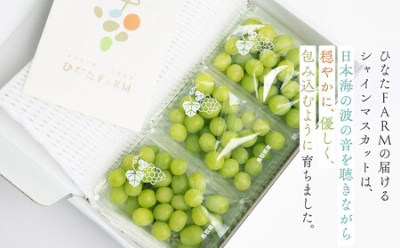【家庭用】シャインマスカット 1kg ひなたFARM | シャインマスカット