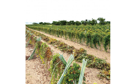 1114.砂丘ながいも3kg