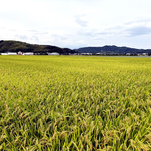 令和6年産こしひかり精米5kg
