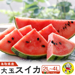 【先行予約】鳥取県産 大玉スイカ 1玉 7-9キロ前後2L-4Lサイズ（こちらの返礼品は、大栄西瓜ではありません）【西瓜 すいか すいか 果物 くだもの フルーツ】