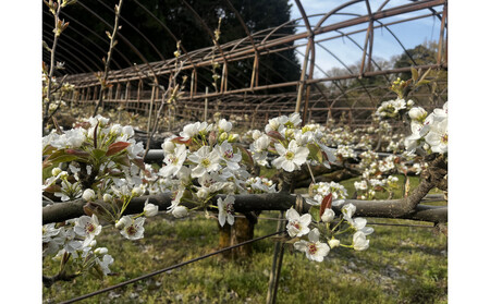 1121.【2026年度発送先行予約】数量限定 新甘泉 5kg