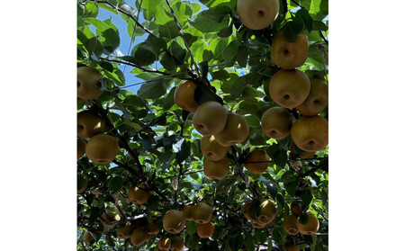 1255.【2026年度発送先行予約】訳あり　新甘泉　3kg