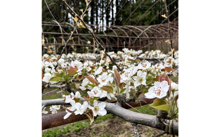 1255.【2026年度発送先行予約】訳あり　新甘泉　3kg