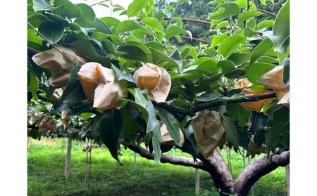 1264.【2026年度発送先行予約】訳あり　二十世紀梨　5kg