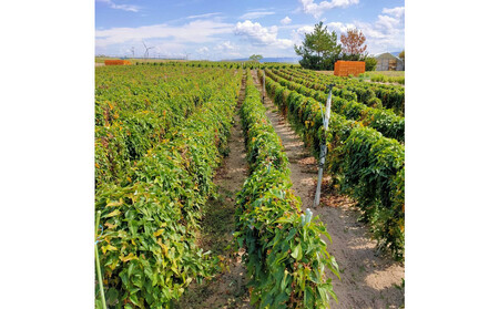 981.【訳あり】砂丘ながいも　1kg《検索用ワード:長芋・とりたて・とろろ・ねばり・山芋》