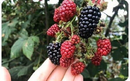 392.ブラックベリージャム4本セット