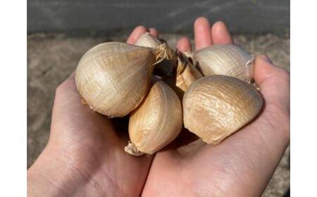 586.スイカ農家のフル～ティ黒にんにく 元気のたねこミックス◇｜自然食品 無添加 健康 疲労回復　鳥取県産 免疫力「鳥取県特別栽培農産物」認証の自社生産ホワイト六片とジャンボにんにくを使用※着日指定不可 ※2025年7月中旬～2026年2月下旬頃に順次発送予定