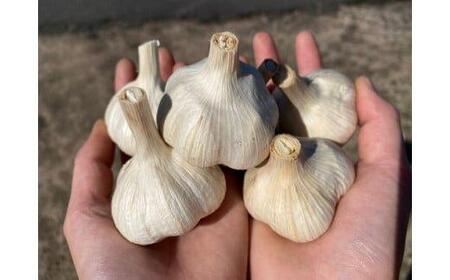 586.スイカ農家のフル～ティ黒にんにく 元気のたねこミックス◇｜自然食品 無添加 健康 疲労回復　鳥取県産 免疫力「鳥取県特別栽培農産物」認証の自社生産ホワイト六片とジャンボにんにくを使用※着日指定不可 ※2025年7月中旬～2026年2月下旬頃に順次発送予定