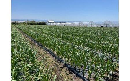 585.スイカ農家のフル～ティ黒にんにく 元気のたねこ大袋｜自然食品 美容  健康  疲労回復　鳥取県産　免疫力「鳥取県特別栽培農産物」認証の自社生産ホワイト六片とジャンボにんにくを使用※着日指定不可 ※2025年7月中旬～2026年2月下旬頃に順次発送予定