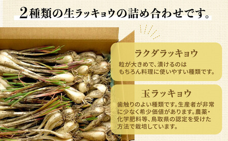 326.生ラッキョウ　計4kg（ラクダラッキョウ×2kg　玉ラッキョウ×2kg）　※2026年5月下旬～7月上旬頃に順次発送予定