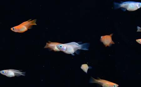 メダカ厳選おまかせセット