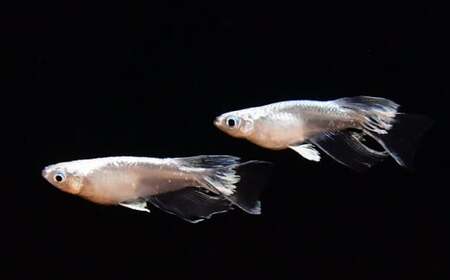 メダカ厳選おまかせセット