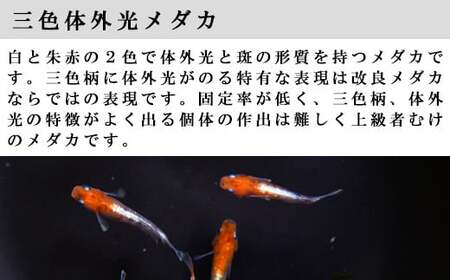 高級メダカ　3色体外光メダカ　2ペア