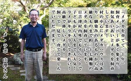 高級メダカ　3色体外光メダカ　2ペア