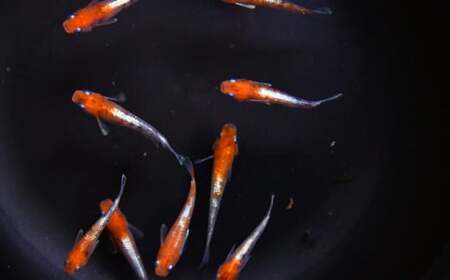 高級メダカ　3色体外光メダカ　2ペア