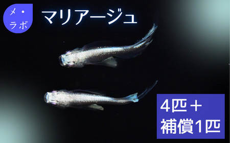 メダカ　マリアージュ　2ペア