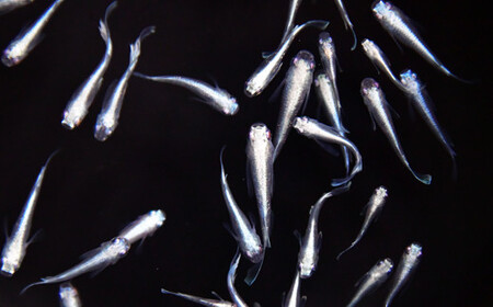 メダカ　マリアージュ　2ペア