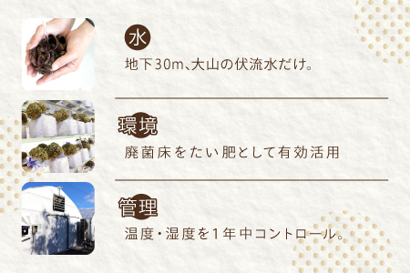 オーガニック菌床たもぎたけ6パック【タモギ茸 きのこ たもぎ茸 キノコ セット 茸 詰め合わせ たもぎたけ タモギタケ エルゴチオネイン だし 出汁】
