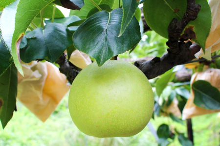 二十世紀梨　秀5kg前後