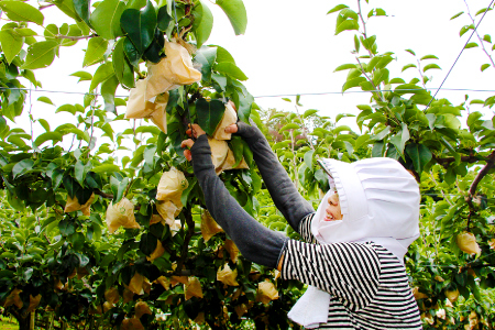 二十世紀梨　秀5kg前後