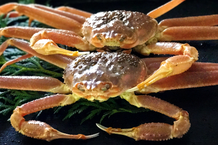 【活き】ご自宅用松葉ガニ　大　２枚【松葉ガニ 松葉がに 松葉蟹 まつばがに かに カニ 冷蔵 チルド ブランド ズワイガニ 活き 自宅用 冬 国産 季節限定 お取り寄せ 鳥取県 日吉津村 日本海】