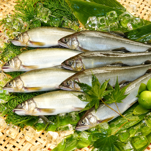 日野川育ちの「夏香鮎」瞬間冷凍1kg(約12～14尾）【鮎 冷凍 1kg 国産 アユ あゆ 魚 魚介 海鮮 養殖 川魚 塩焼き 甘露煮 煮凝り 素揚げ 天ぷら 鳥取県 日吉津村 日野川 日本海】