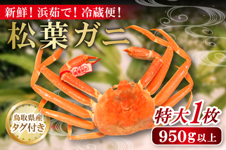 鳥取県産 タグ付き松葉ガニ 特大【松葉ガニ 松葉がに 松葉蟹 まつばがに かに カニ 特大 冷蔵 チルド ブランド ズワイガニ 蒸し ボイル タグ付き 国産 季節限定 お取り寄せ お祝い お歳暮 贈り物 贈答 鳥取県 日吉津村 日本海】
