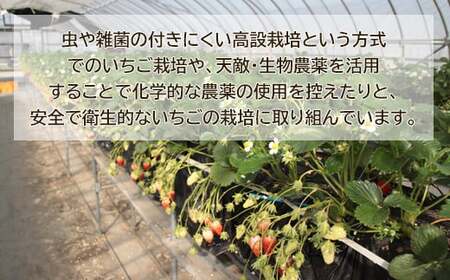 OT01：鳥取県産いちごかおりの　ギフト箱　15粒
