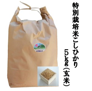 MS-15　特別栽培米こしひかり5kg（玄米）令和5年産新米