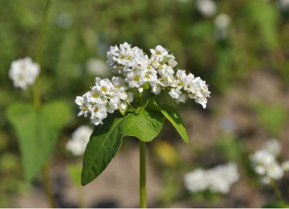 MS-41　こだわりの大山そば（生麺）（8食入り）
