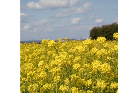 MS-78 養蜂農家さんの蜂蜜(600g)