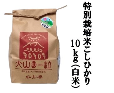 MS-13　特別栽培米こしひかり10kg（白米）令和5年産新米