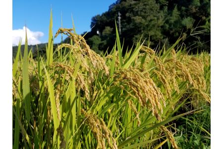 MS-17　特別栽培米こしひかり白米と玄米のセット(各5kg) 令和5年産新米