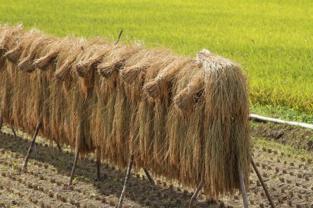 MS-19　特別栽培米こしひかり頒布会（10kg×2回）令和5年産新米