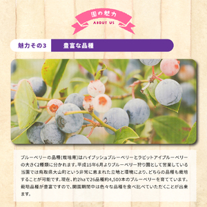 KB-01 【期間限定】大山のめぐみ摘みたてブルーベリー 1250g
