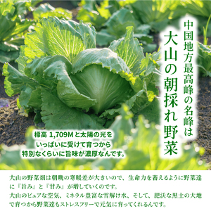 MS-04 新鮮朝採れ野菜セット 頒布会 定期便(計3回)