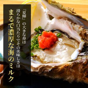 OM-28　岩牡蠣「夏輝」(約2kg)
